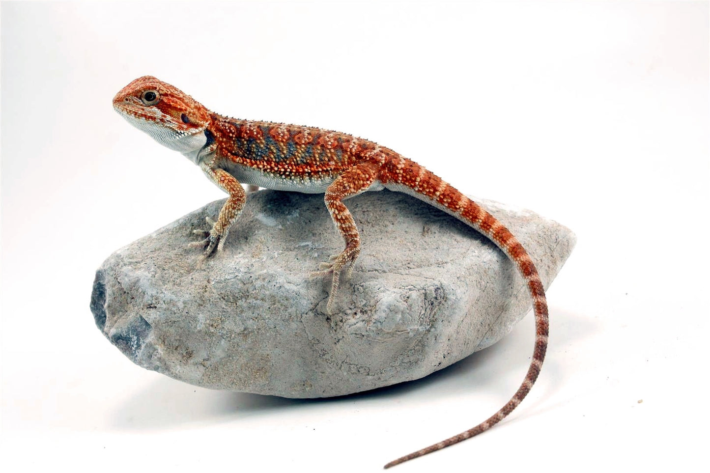 Hypo High Orange Citrus Bearded Dragon