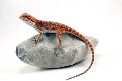 Hypo High Orange Citrus Bearded Dragon