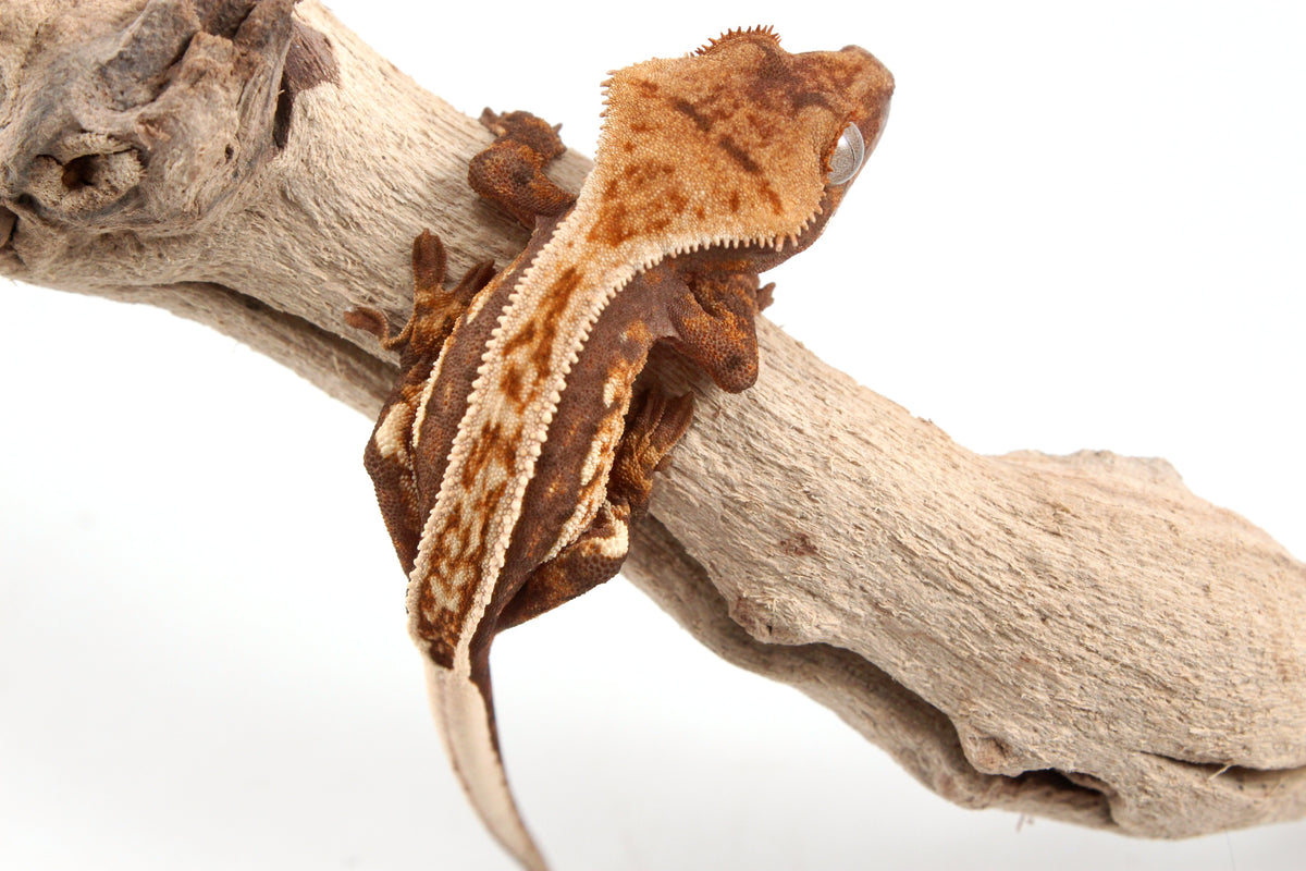 Harlequin Crested Gecko