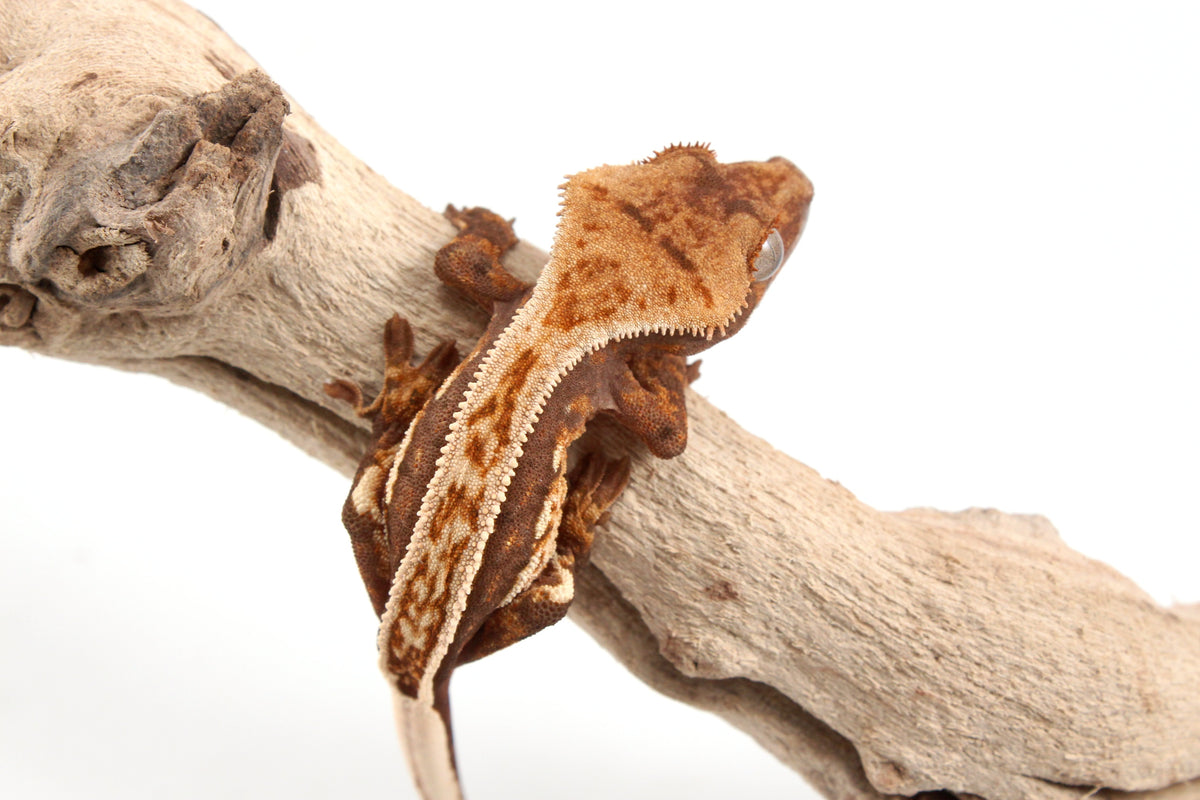 Harlequin Crested Gecko