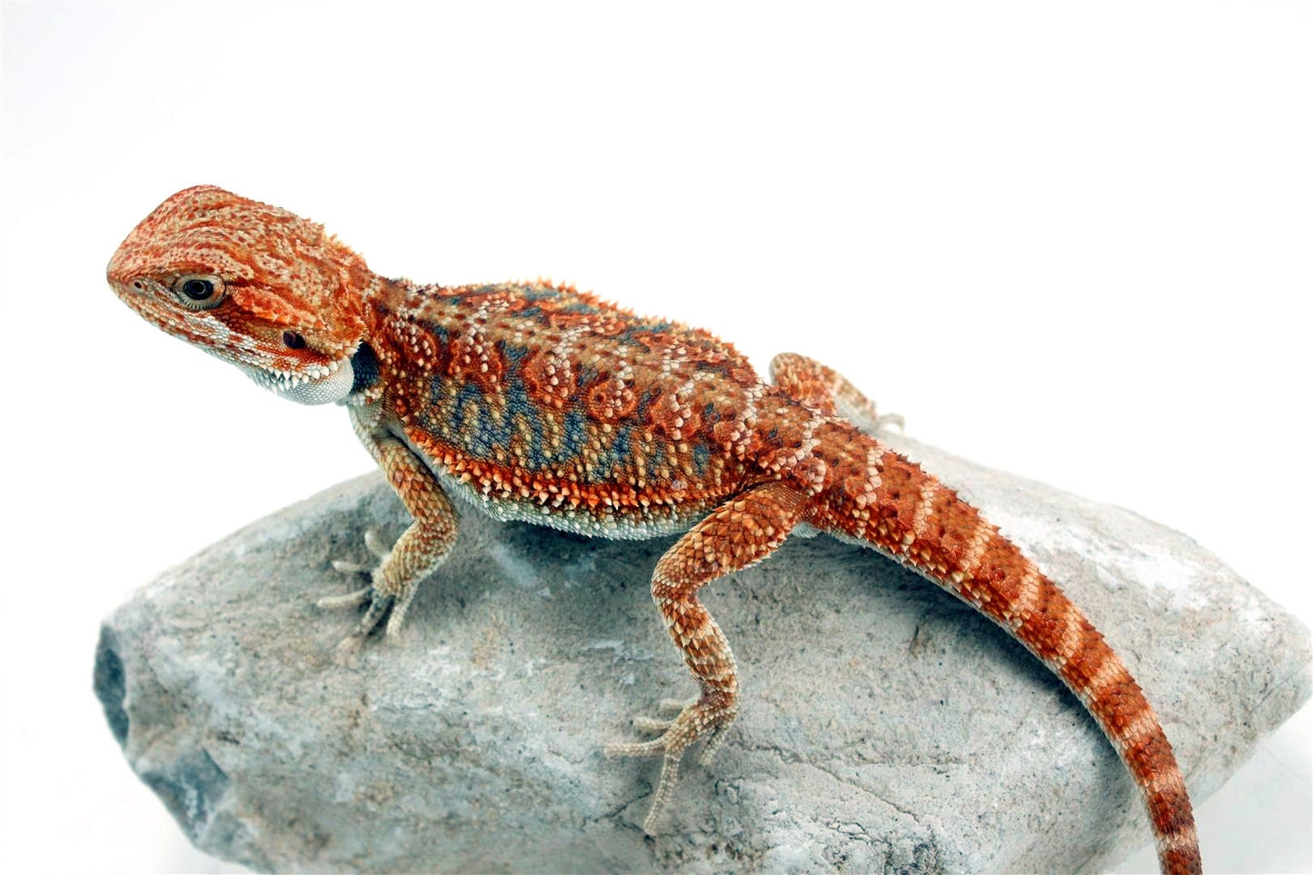 Hypo High Orange Citrus Bearded Dragon