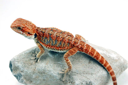 Hypo High Orange Citrus Bearded Dragon