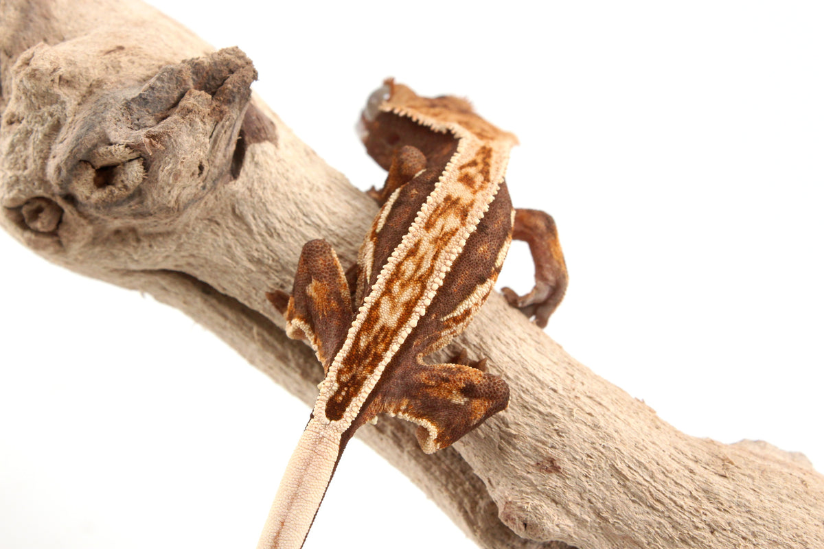 Harlequin Crested Gecko