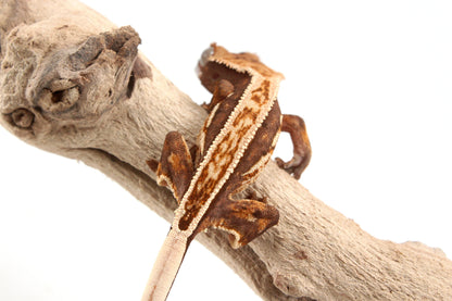 Harlequin Crested Gecko