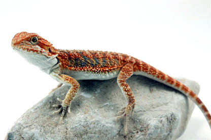 Hypo High Orange Citrus Bearded Dragon