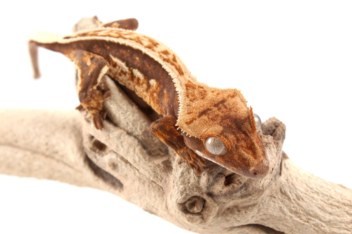 Harlequin Crested Gecko
