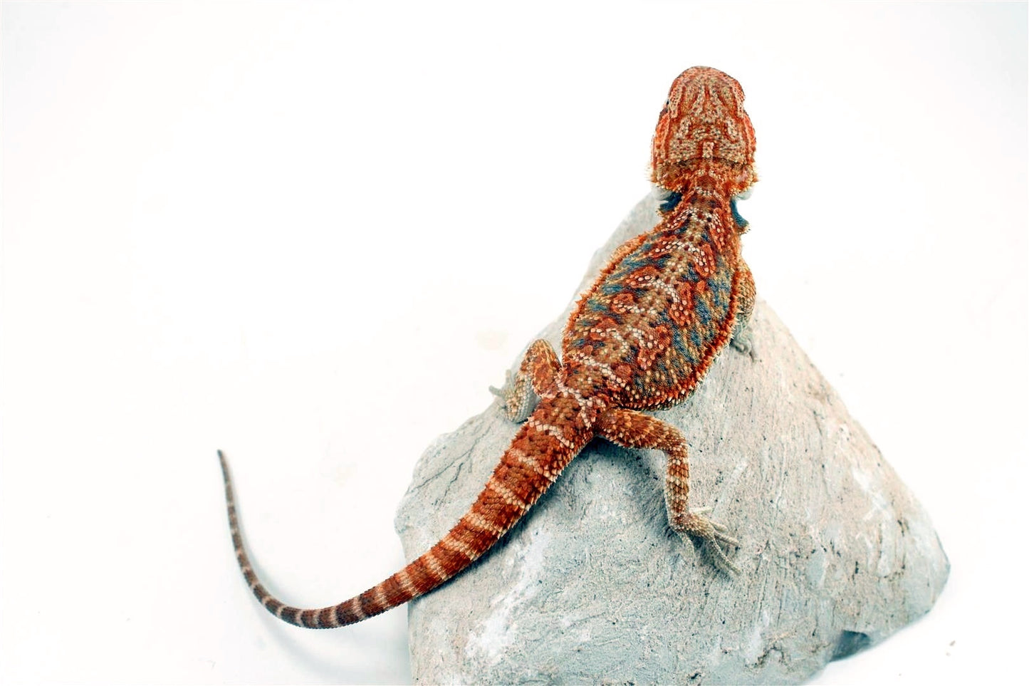 Hypo High Orange Citrus Bearded Dragon