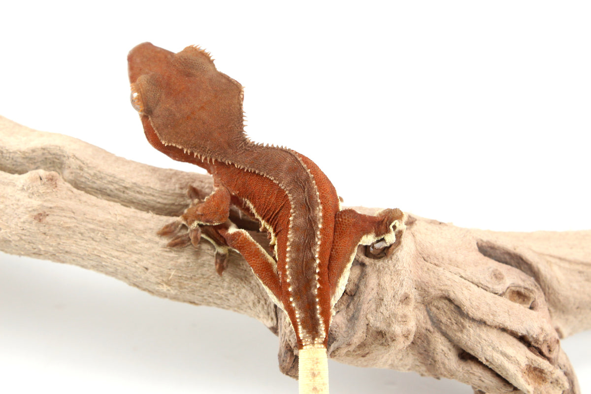 Red Phantom Bicolor Crested Gecko