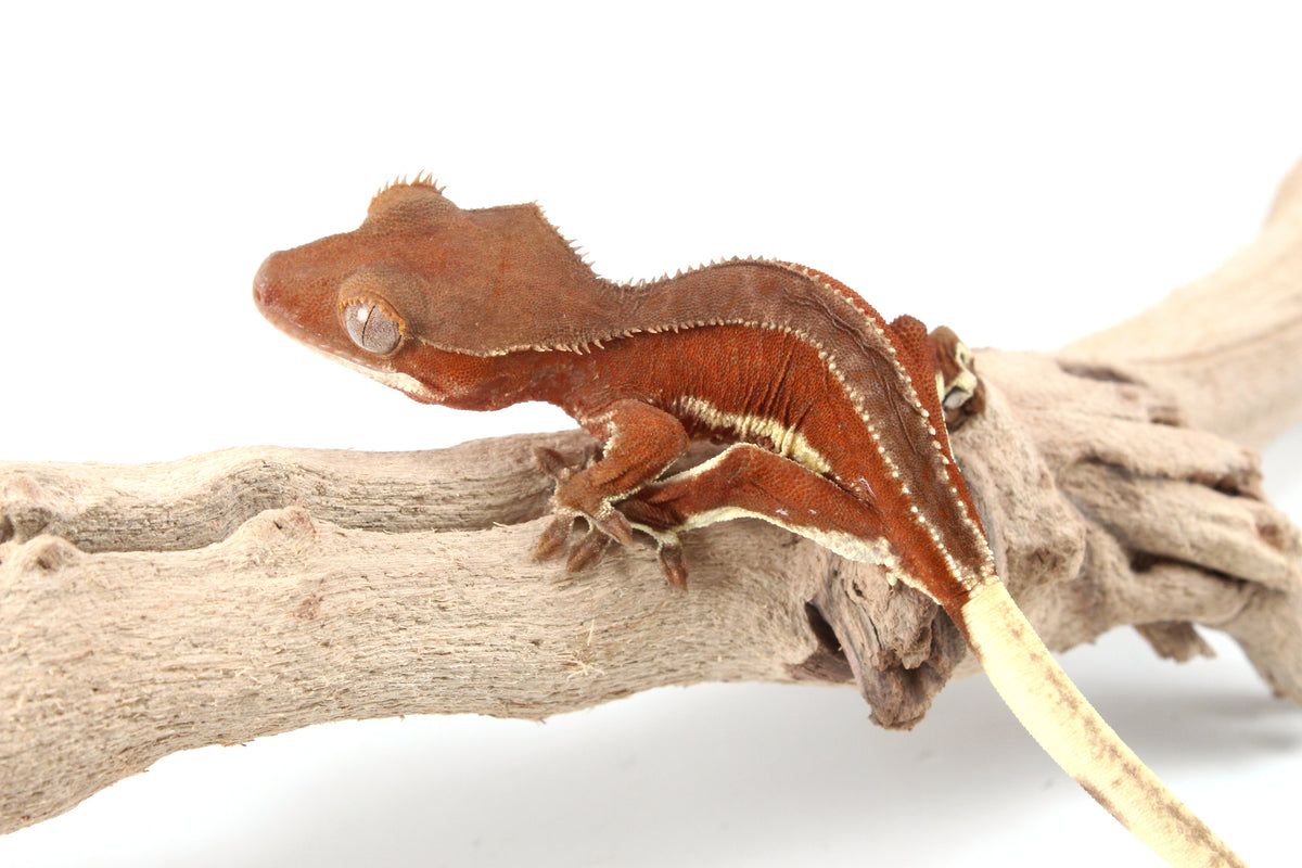 Red Phantom Bicolor Crested Gecko