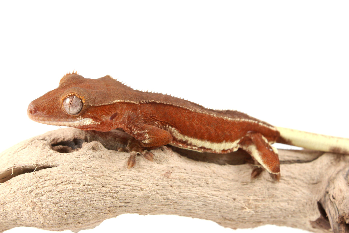 Red Phantom Bicolor Crested Gecko
