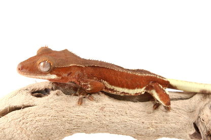 Red Phantom Bicolor Crested Gecko