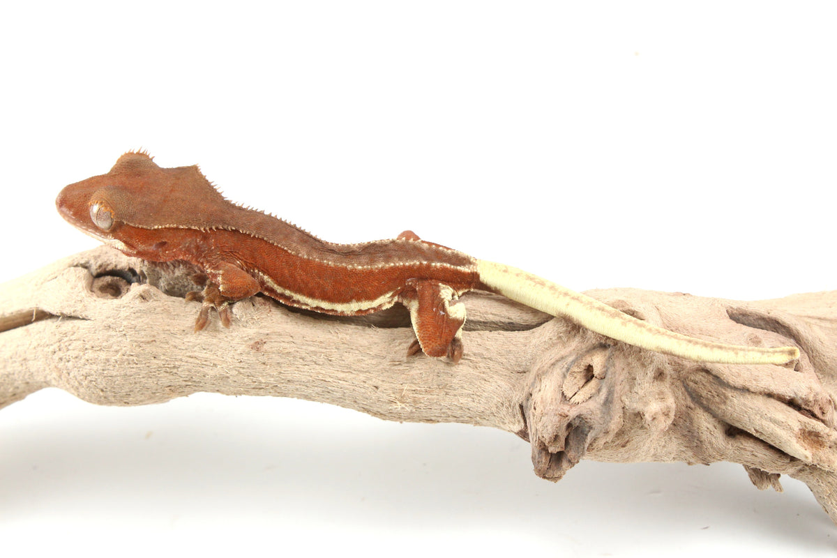 Red Phantom Bicolor Crested Gecko