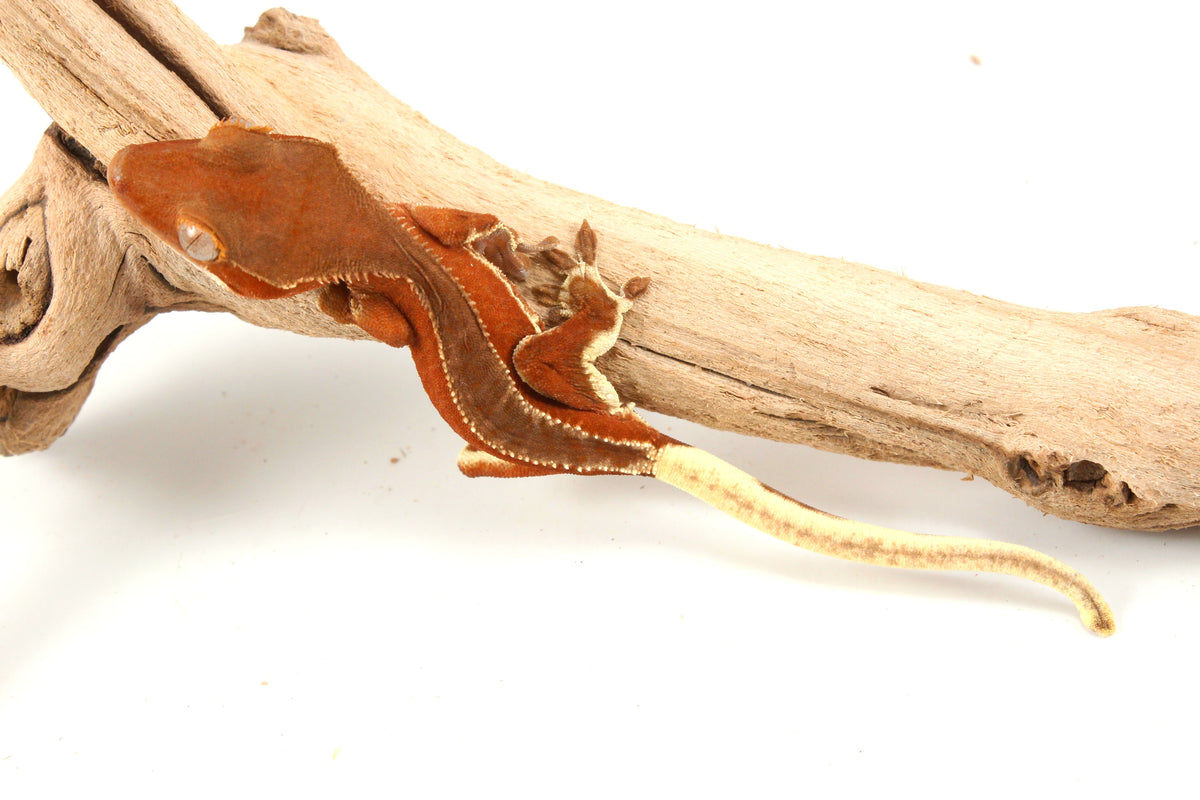 Red Phantom Bicolor Crested Gecko