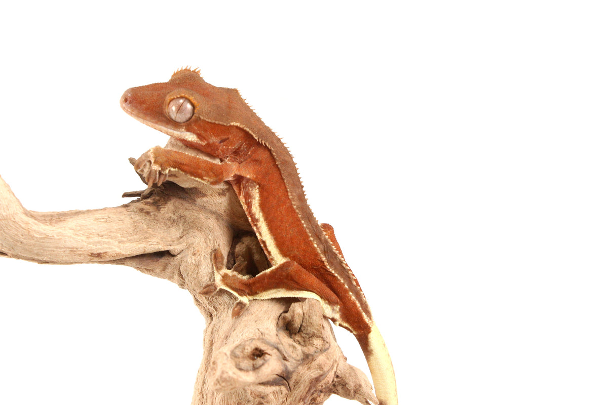 Red Phantom Bicolor Crested Gecko