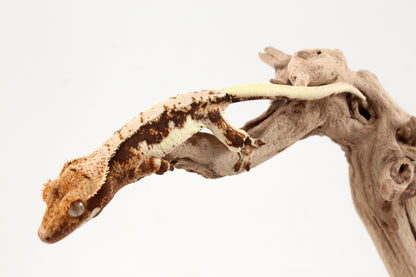 Lily White Crested Gecko