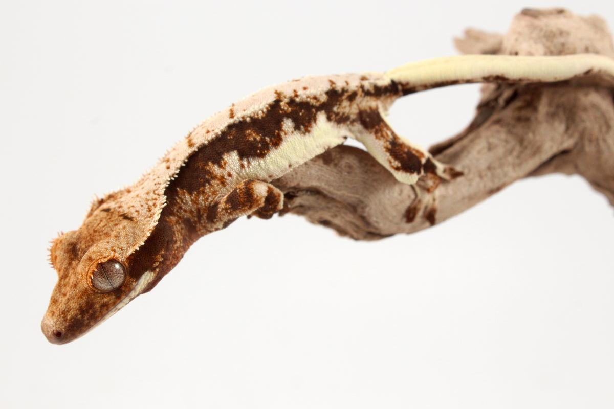 Lily White Crested Gecko