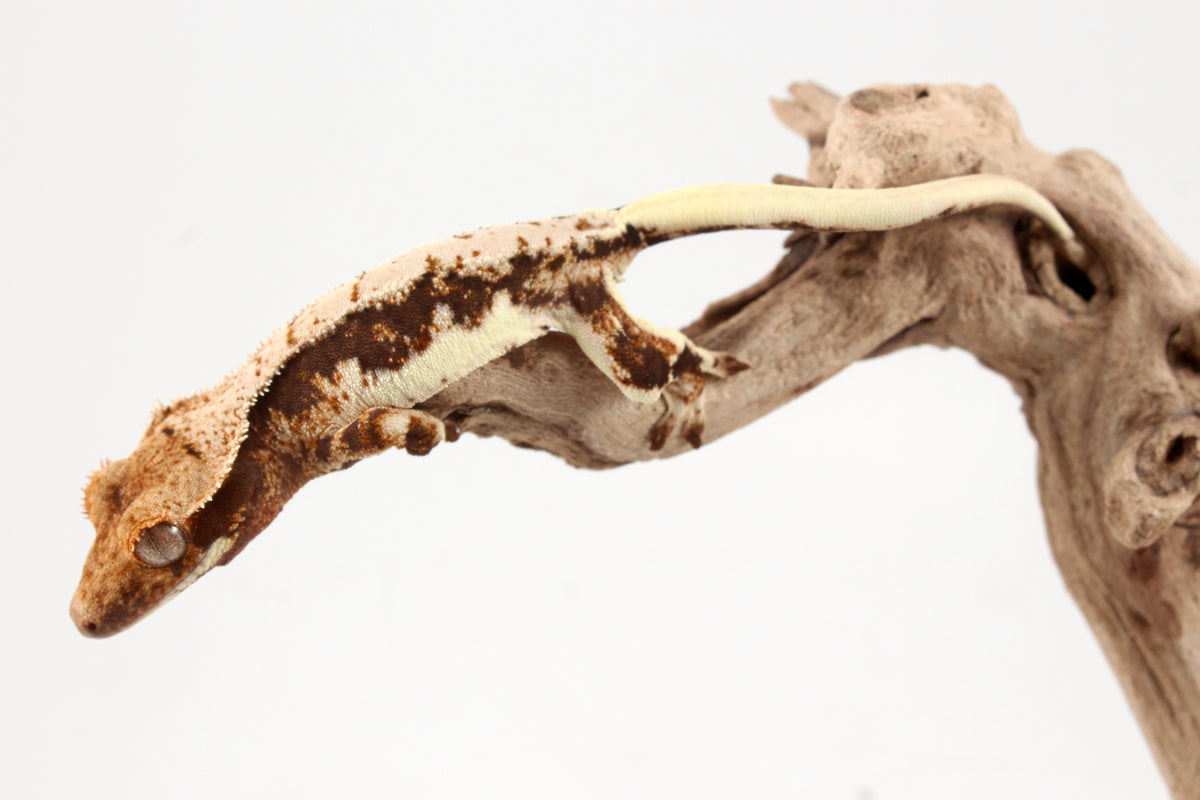 Lily White Crested Gecko