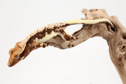 Lily White Crested Gecko