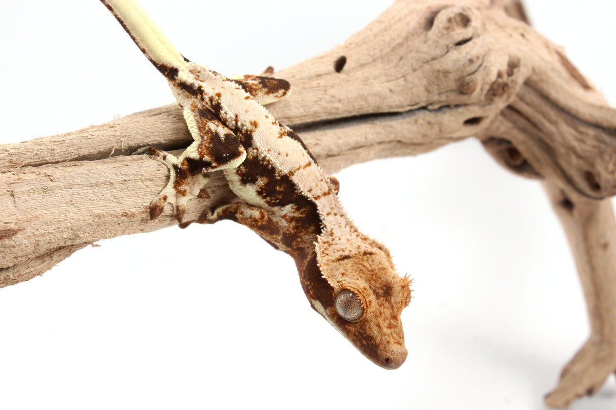 Lily White Crested Gecko