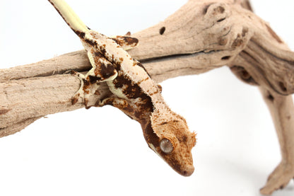 Lily White Crested Gecko