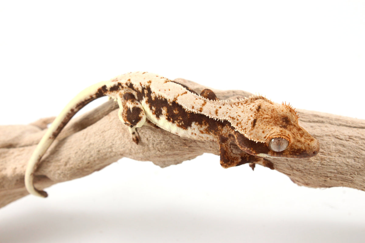Lily White Crested Gecko