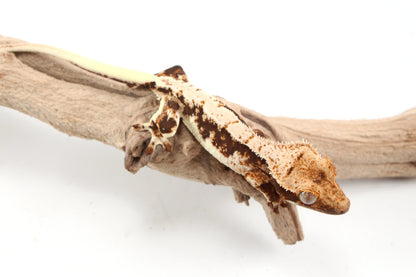 Lily White Crested Gecko