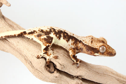 Lily White Crested Gecko