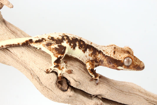 Lily White Crested Gecko