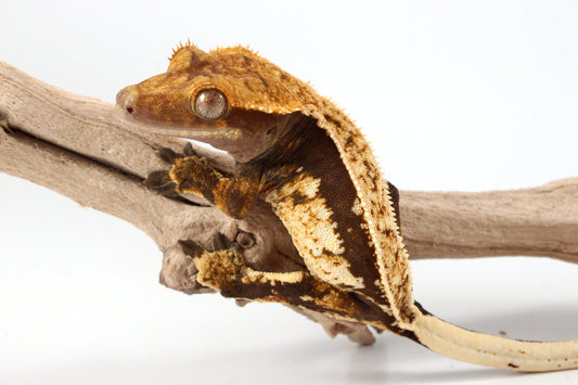 Chocolate Harlequin Crested Gecko