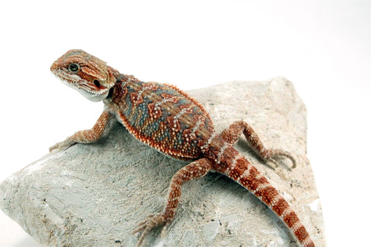 Hypo Orange Bearded Dragon - Blue Line