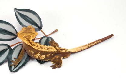 Harlequin Crested Gecko