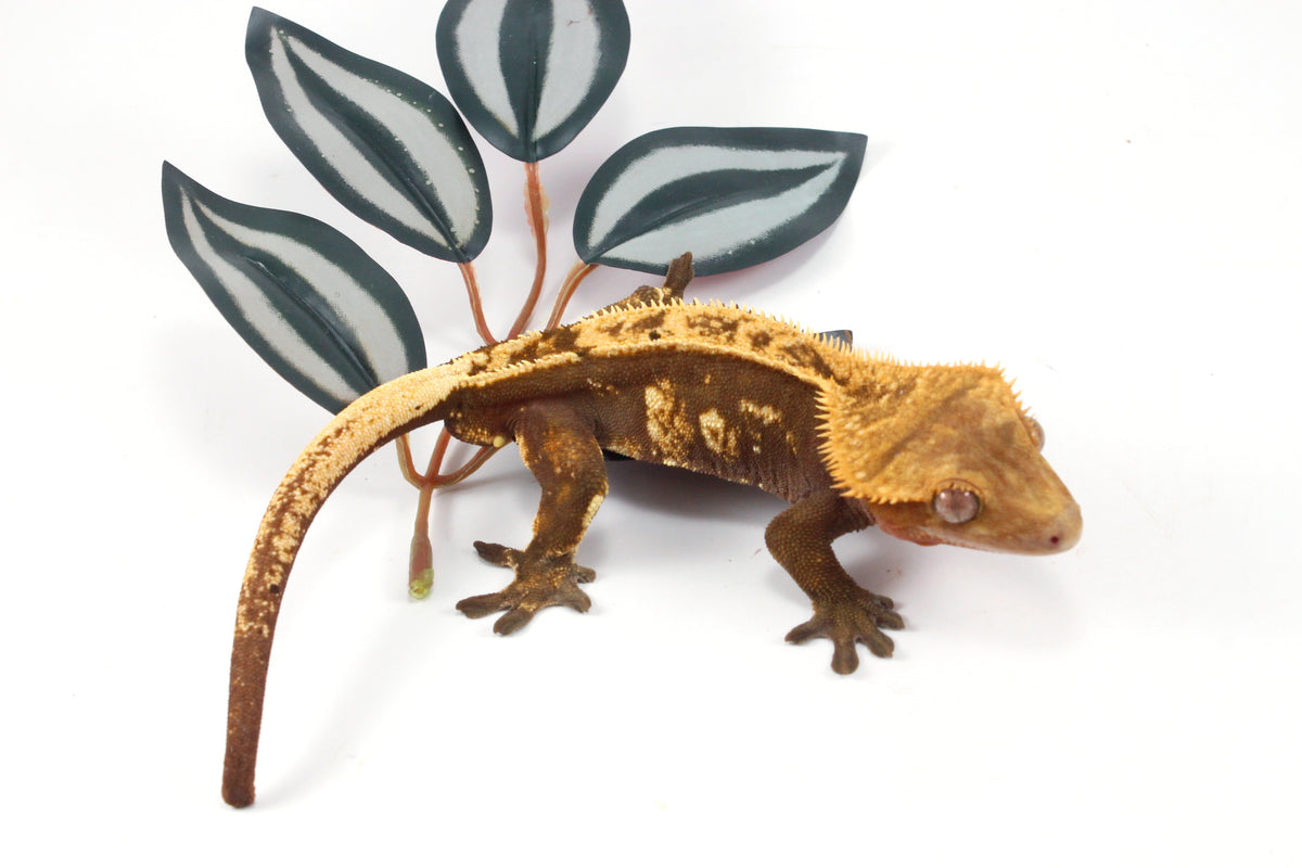 Harlequin Crested Gecko