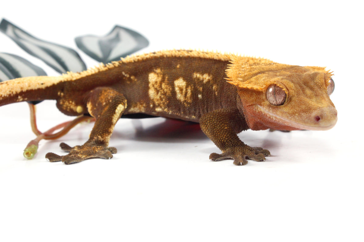 Harlequin Crested Gecko