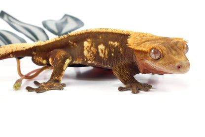 Harlequin Crested Gecko