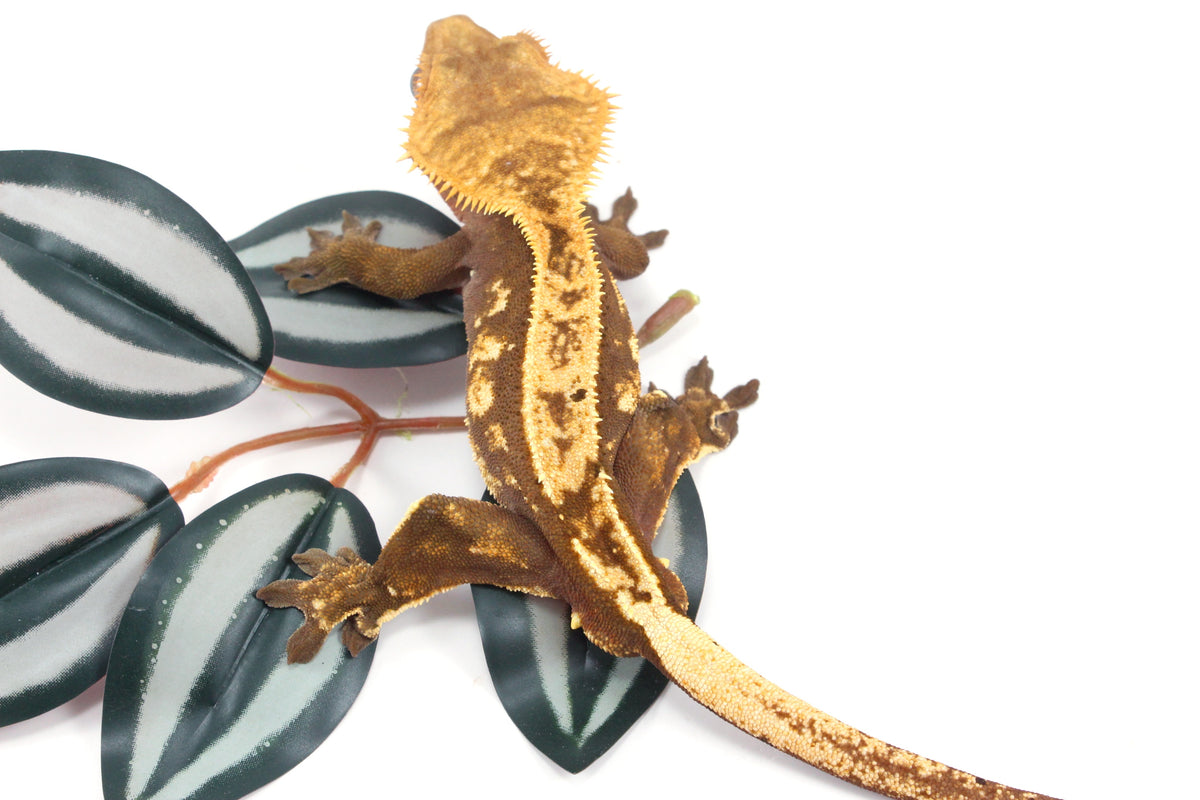 Harlequin Crested Gecko