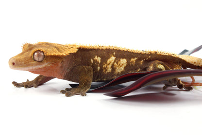 Harlequin Crested Gecko