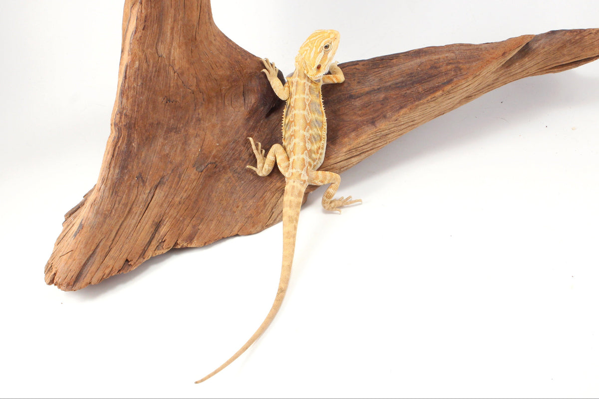 Hypo Yellow Tiger Leatherback Bearded Dragon
