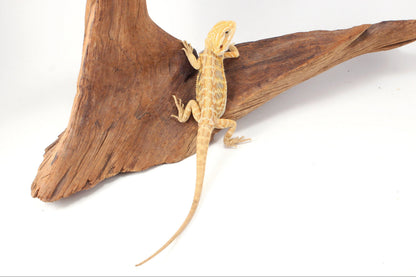 Hypo Yellow Tiger Leatherback Bearded Dragon