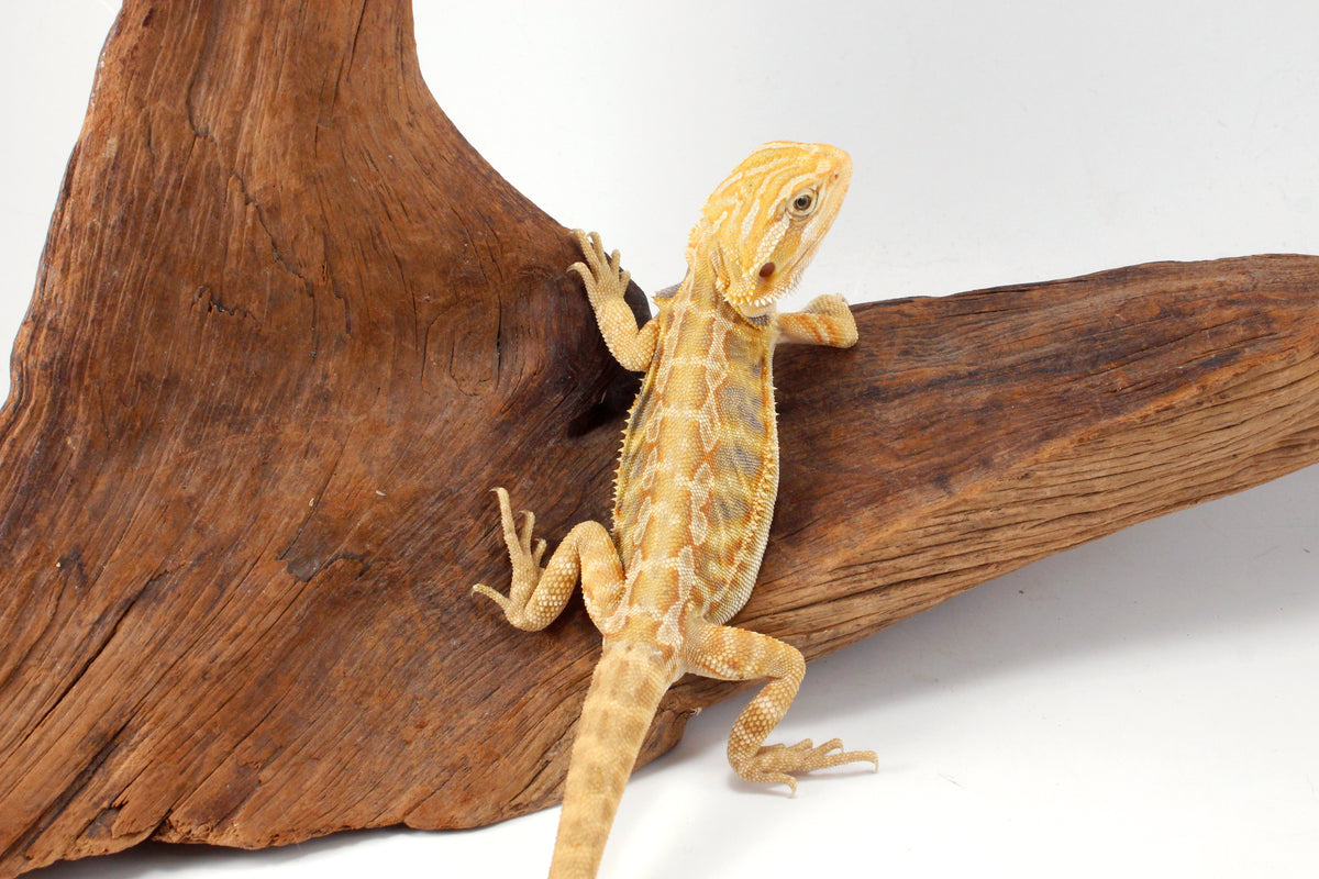 Hypo Yellow Tiger Leatherback Bearded Dragon