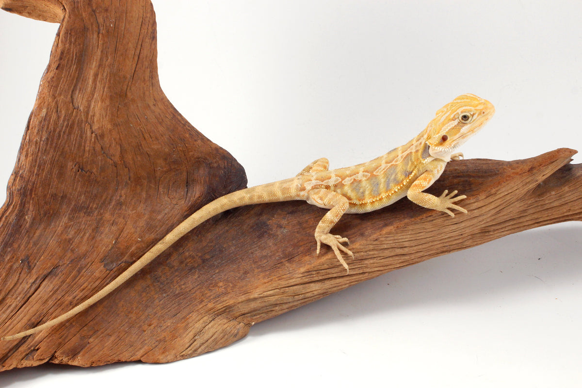 Hypo Yellow Tiger Leatherback Bearded Dragon