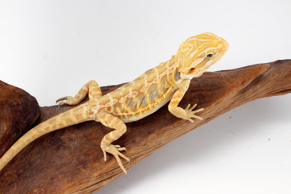 Hypo Yellow Tiger Leatherback Bearded Dragon