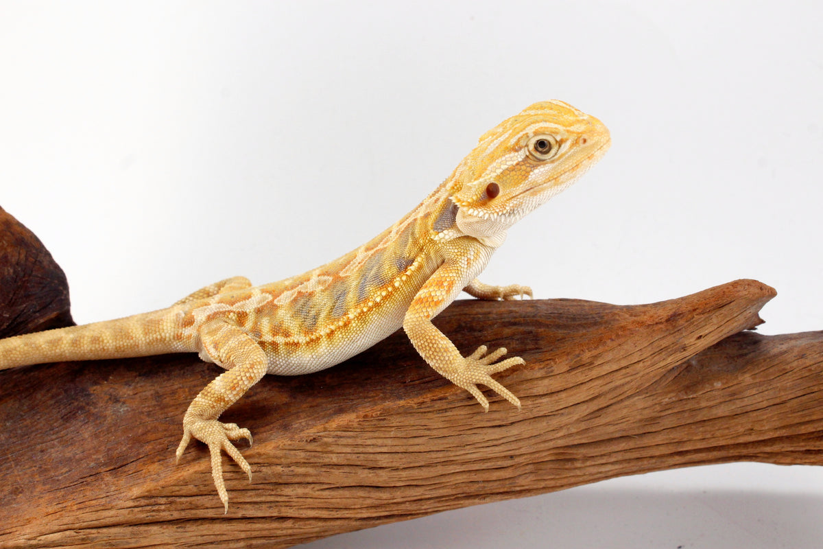 Hypo Yellow Tiger Leatherback Bearded Dragon
