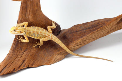Hypo Yellow Tiger Leatherback Bearded Dragon