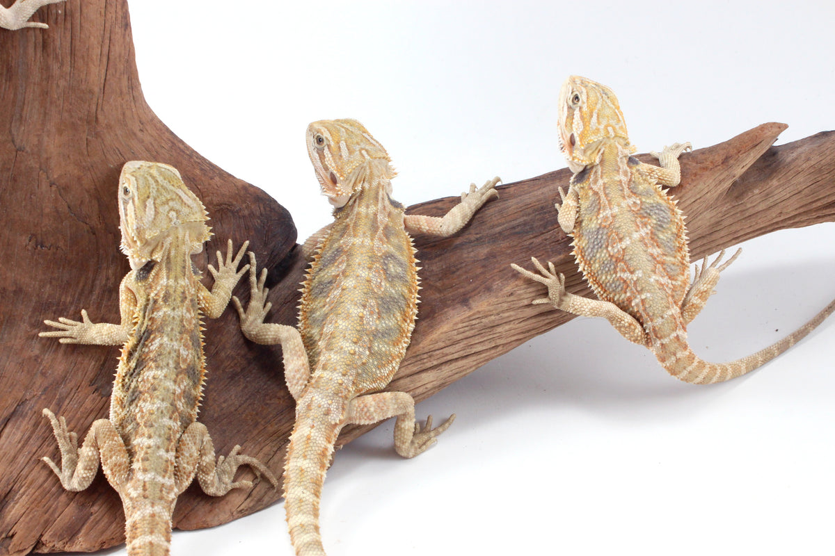 Hypo Tiger Bearded Dragon