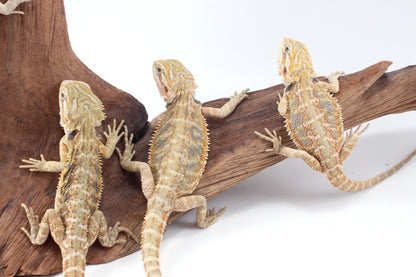 Hypo Tiger Bearded Dragon