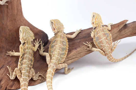 Hypo Tiger Bearded Dragon