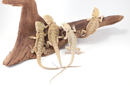 Hypo Tiger Bearded Dragon