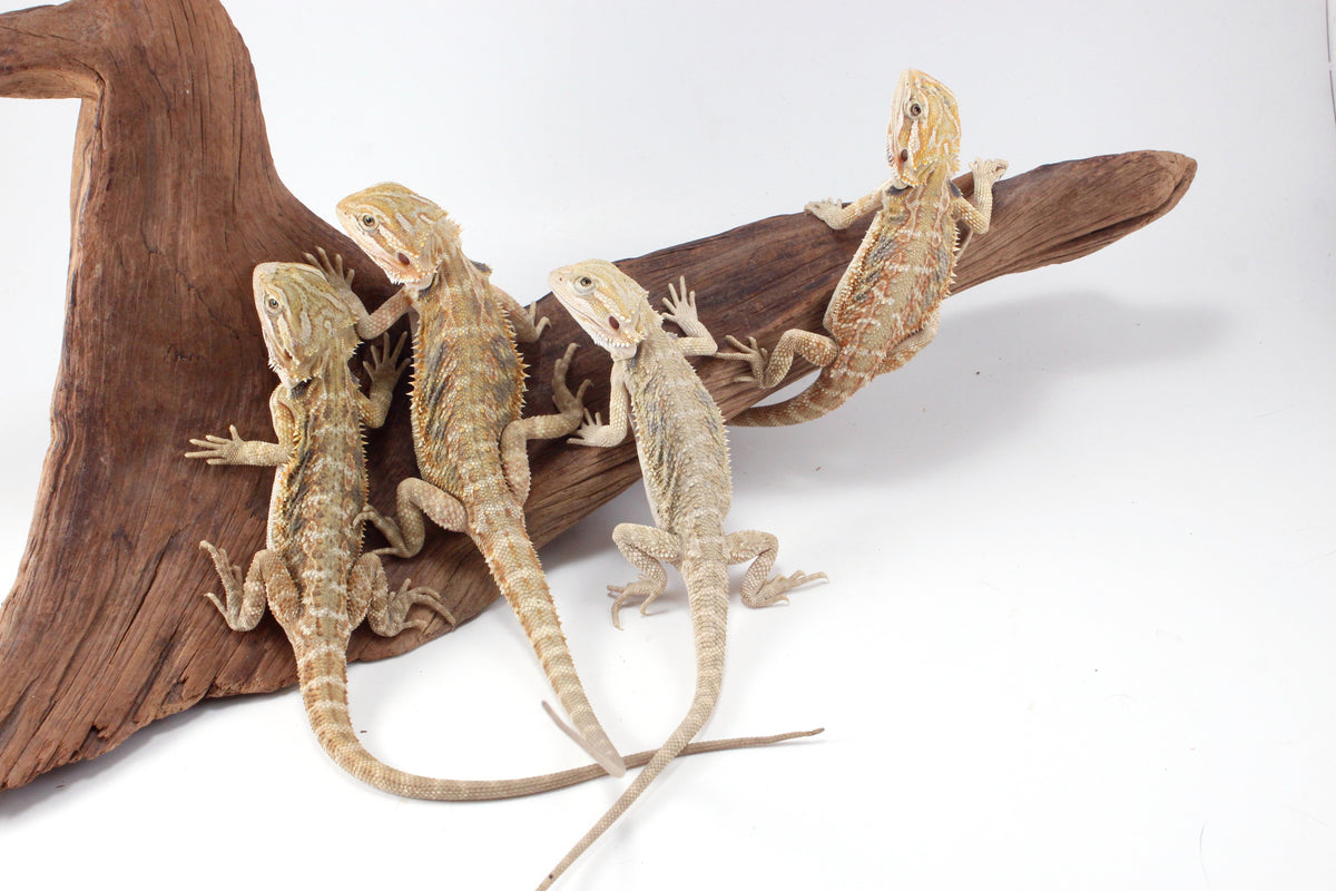Hypo Tiger Bearded Dragon
