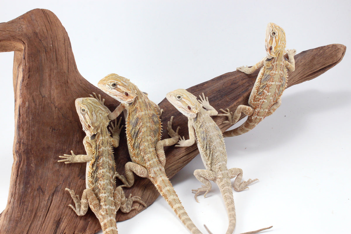 Hypo Tiger Bearded Dragon