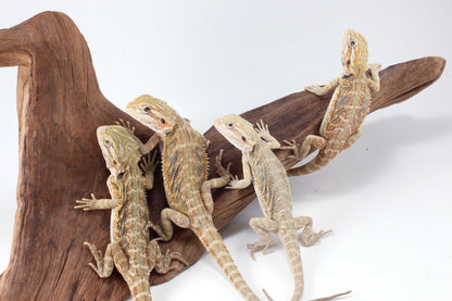 Hypo Tiger Bearded Dragon